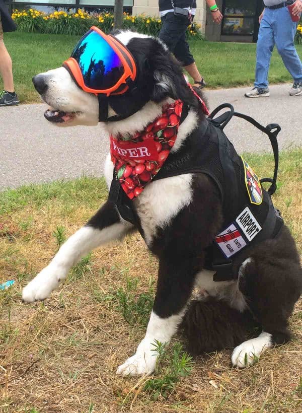 Piper the Airport Dog