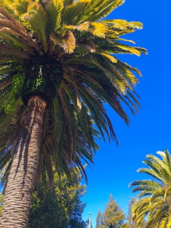 Looking up at palm trees against a bright blue sky.