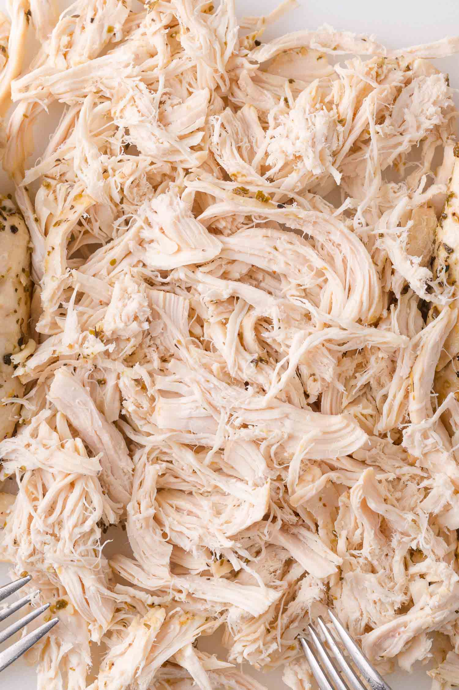 Shredded cooked chicken breast on a plate with two forks visible at the edges.